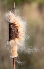 Portrait close-up of ripe reed cobs with seeds loosening in the wind