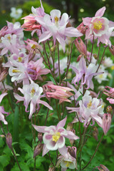 Aquilegia 'Origami Rose and White' flowers. Pink Columbine flower growing in the garden