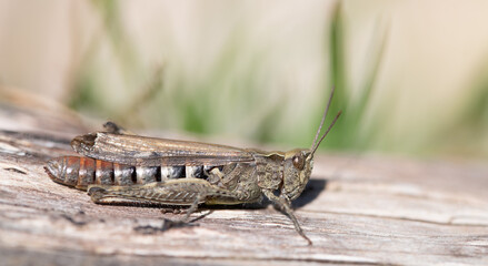 Close up of a grasshopper sitting on withered dry wood in summer. In the background grass and sunlight.