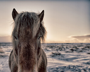 Koń islandzki