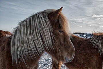 Koń islandzki - obrazy, fototapety, plakaty