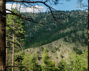 mountain view outside of Estes park, Colorado framed by a pair of trees