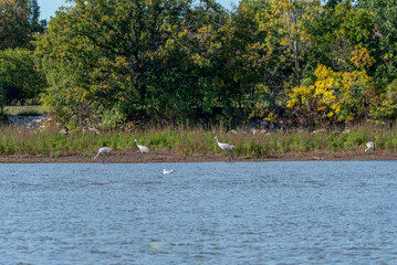 Sandhill Cranes Along The River During Fall Migration