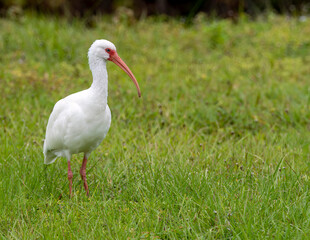 Ibis wetland bird