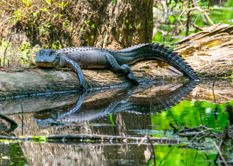 American Alligator Basking