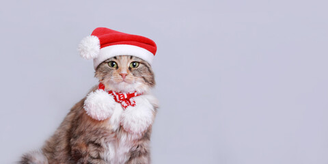 Cat in Christmas hat on a white background. Beautiful Kitten with green eyes in Santa Claus xmas red hat. Cat with Santa hat waiting for Christmas while sitting on a light background. Happy New Year