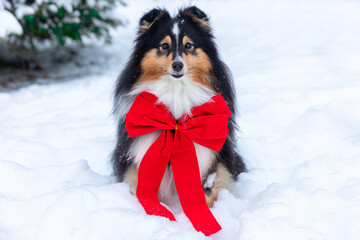 Sable black and white shetland sheepdog winter portrait with background of white snow. Sweet cute and fluffy little lassie, collie, sheltie dog looking like Christmas present, New Year gift. Calendar 