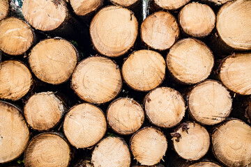 Steigende Holzpreise, Brennholzlager, Holzstapel im Wald, Brennholz, Nutzholz