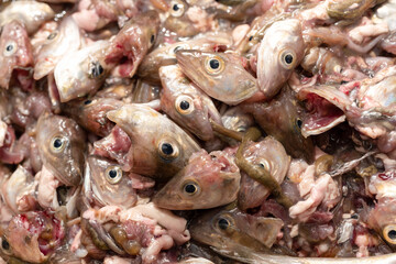Fish heads cleaning from haddock fish.