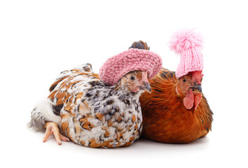 Two brown chickens in hats.