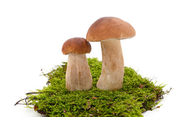 Two brown mushrooms with moss.