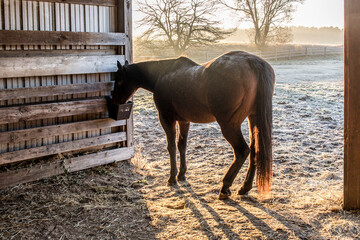 A brown horse eating at a feeder in a shed on a frosty, foggy morning in the winter.