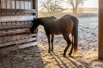 Foto op Plexiglas A brown horse eating at a feeder in a shed on a frosty, foggy morning in the winter. © Margaret Burlingham