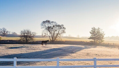 A horse in a pasture early in the morning with frost and haze and a blue sky. - obrazy, fototapety, plakaty