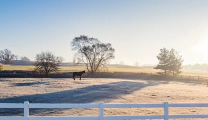 Foto op Plexiglas A horse in a pasture early in the morning with frost and haze and a blue sky. © Margaret Burlingham