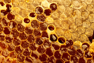 Close up shot of a honeycomb background texture.