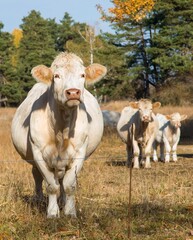 Light cow on meadow in Latin bos primigenius taurus