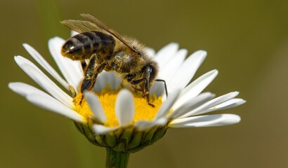 bee honeybee Apis Mellifera flower common daisy