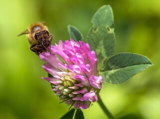 bee honeybee Apis Mellifera red clover flower