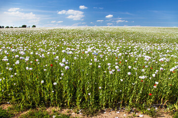 White opium poppy papaver somniferum weeded red poppies