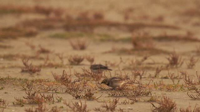 Horned larks or shore larks (Eremophila alpestris) feeding on samphire on the beach