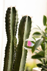 Naklejka premium some cereus cacti with their sharp needle spikes next to a ficus plant with many leaves