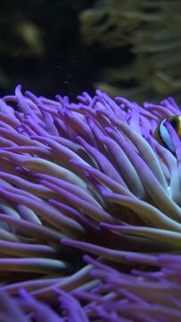 Clark anemone fish (Amphiprion clarkii) on blue sea anemone