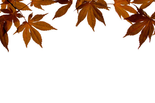 autumn leaf on transparent background