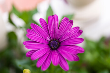 Obraz premium photograph of a daisy flower