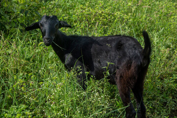 little black goat