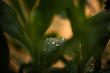 rain water drops