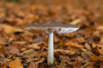 Voreilender Dachpilz