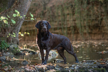 labrador retriever at a lake