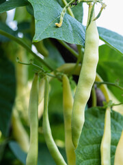 Ripe pods of kidney bean growing on farm. Bush with bunch of pods of haricot plant (Phaseolus vulgaris) ripening in homemade garden. Organic farming, healthy food, BIO viands, back to nature concept.