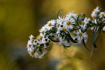 flowers in the morning