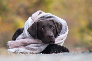 labrador with scarf