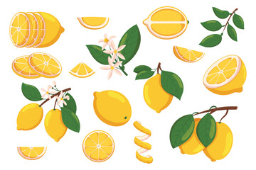 Set of Lemons, Sliced and Whole Citrus Fruits, Blooming Flowers, Branches with Leaves, Pieces and Rings, Peel Spiral
