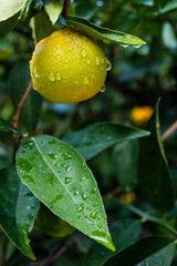 Ripe oranges on tree branches in an orange garden with water drops