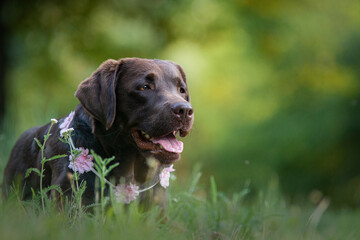brown labrador retriever with flowers
