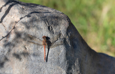 Obraz premium A dragonfly sits on a rock in nature. In the background the green nature.
