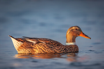Wild duck bird floating in a water of a calm lake or sea in fog