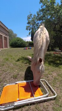 Funny image of a white horse playing in a garden with a beach chair