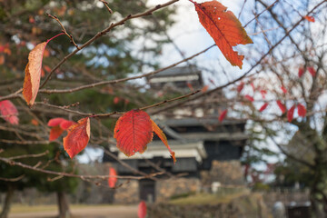 秋の松江城の紅葉の風景