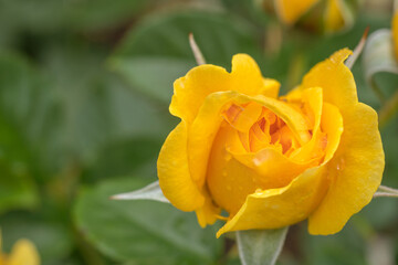 Beautiful Yellow Absolutely Fabulous Rose Bud