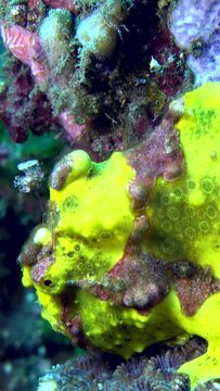 Warty frog fish (Antennarius maculatus)