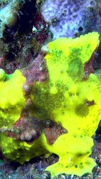 Warty frog fish (Antennarius maculatus)