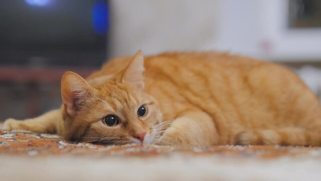 Ginger cat is lying on bed. Tabby cat has a nap in bedroom. Pet is looking on something with curiosity.