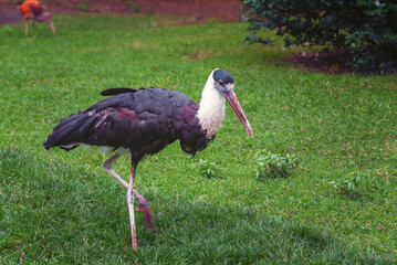 Woolly-necked stork. Portrait Summer landscape