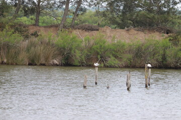 Réserve ornithologique du Teich  Bassin d’Arcachon