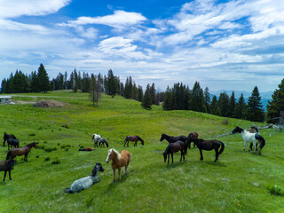 Herd with horses grazing on meadov with stream near forest in mountain valley